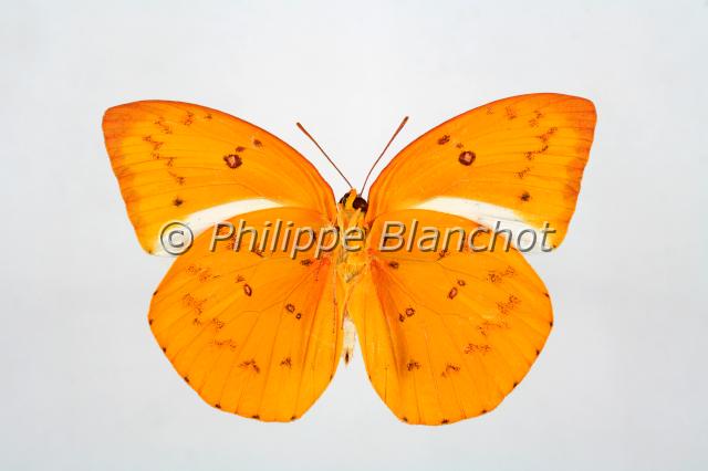 catopsilia scylla v.JPG - Catopsilia scyllaOrange EmigrantLepidoptera, PieridaePhilippines